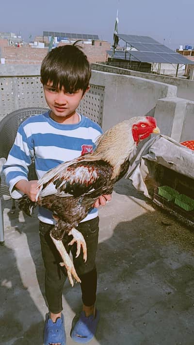 ASEEL JAVA MURGA FOR SALE COLOUR BLACK AND GOLDND