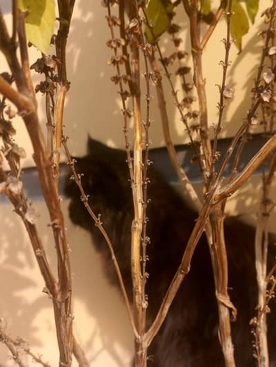 Pair of semi punch 3 coat extra long coat