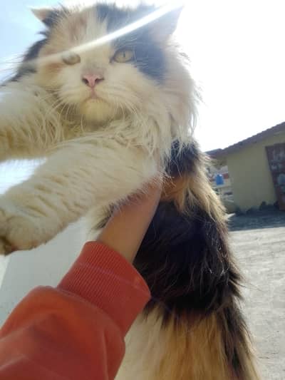 2 Persian kittens for sale