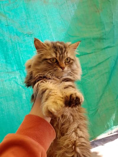 Persian kitten for sale triple coted