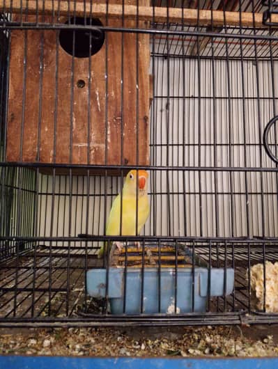 Creamino x lotino Split blue breeder pair with chiks