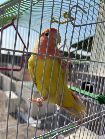 common Latino pair red eye urgent sale 0331-66-70700