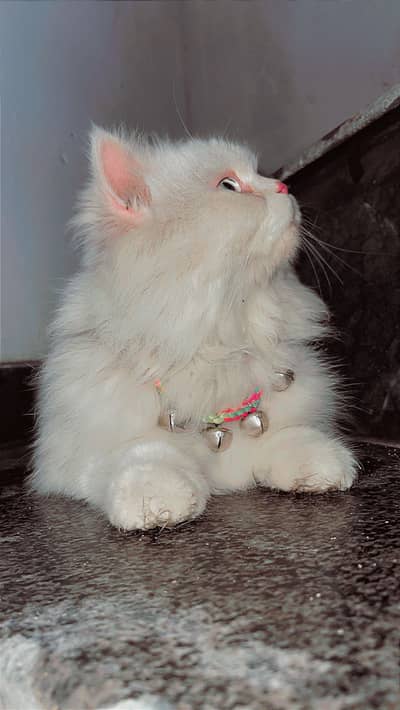 Persian cat age 1 year