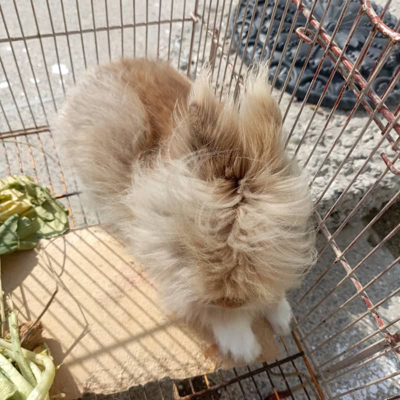 Teddy bear rabbit 1