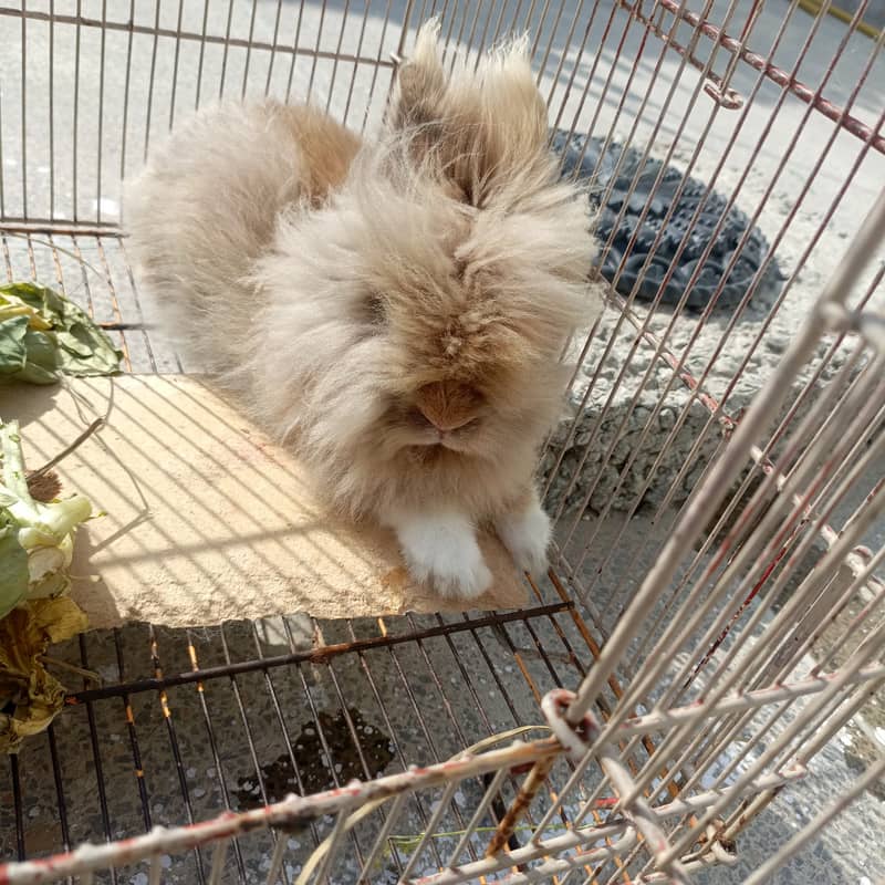 Teddy bear rabbit 2
