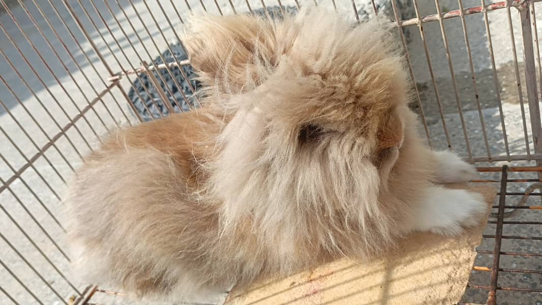 Teddy bear rabbit 3