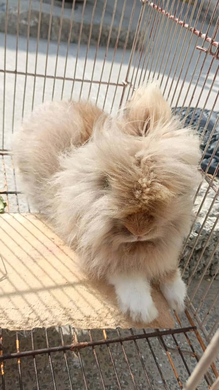 Teddy bear rabbit 4
