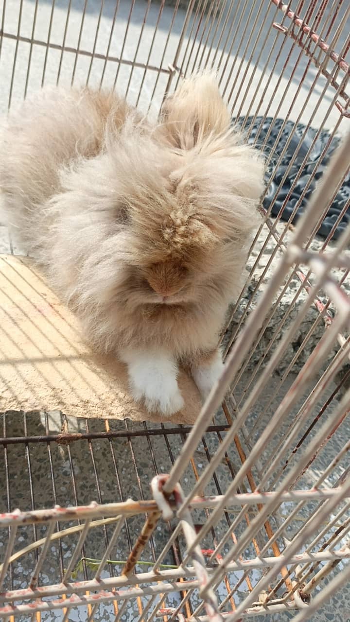 Teddy bear rabbit 5