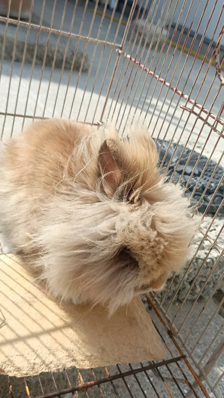 Teddy bear rabbit 6