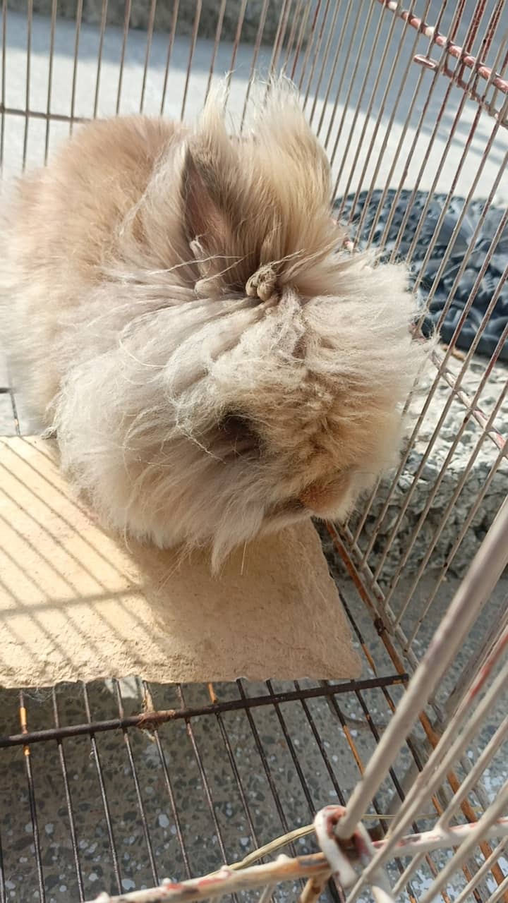 Teddy bear rabbit 7