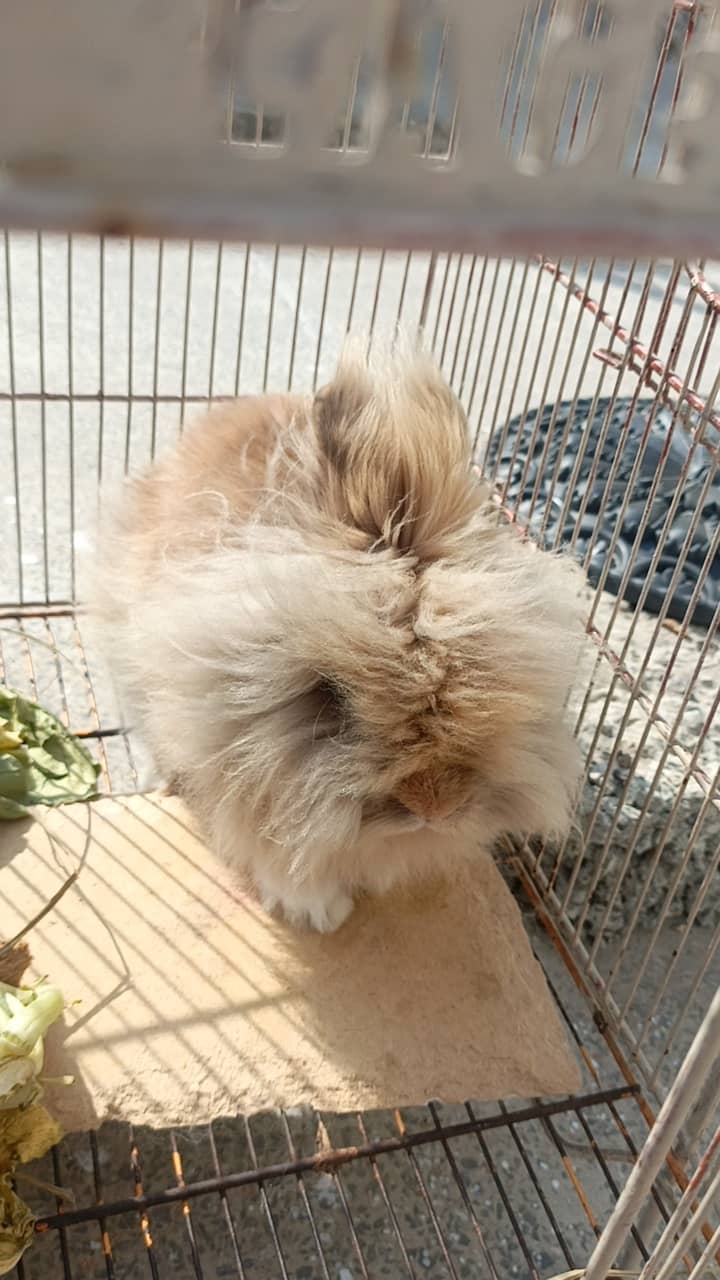 Teddy bear rabbit 8