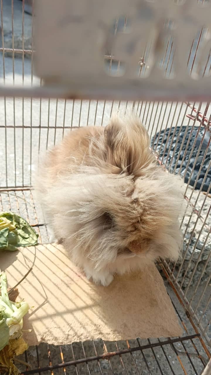 Teddy bear rabbit 9