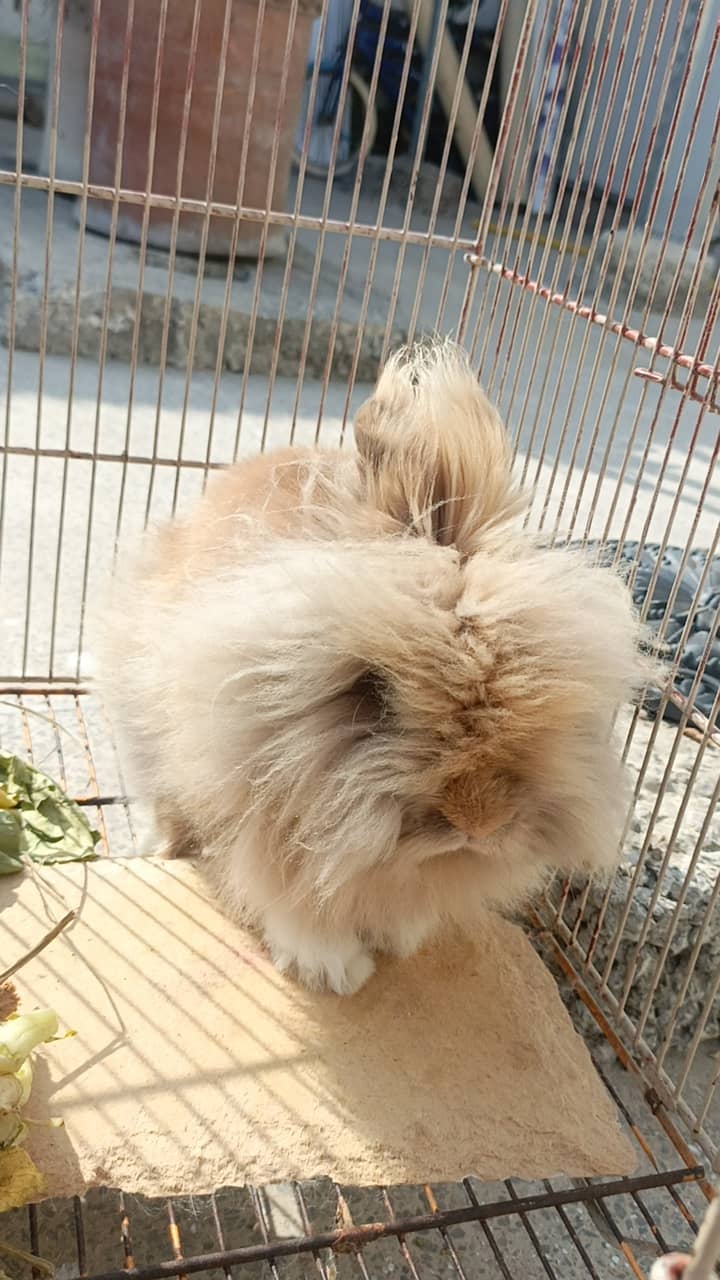 Teddy bear rabbit 10