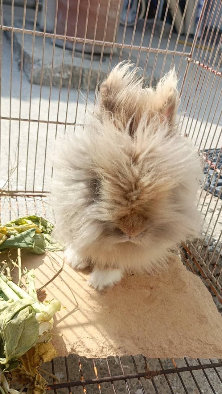 Teddy bear rabbit 12