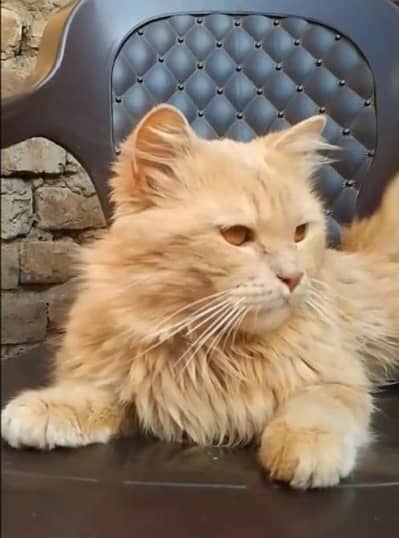 Persian Brown Cat