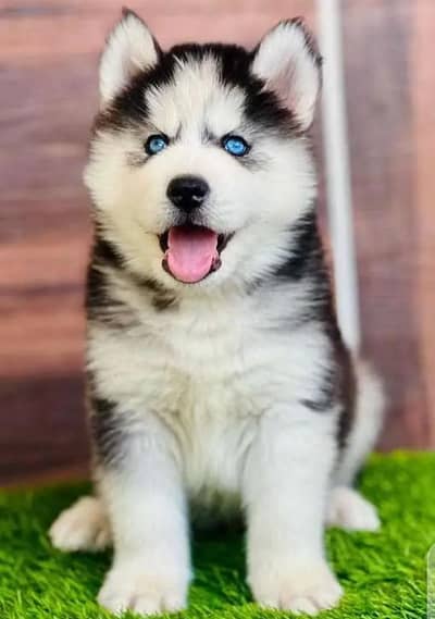 husky puppies 03425655411