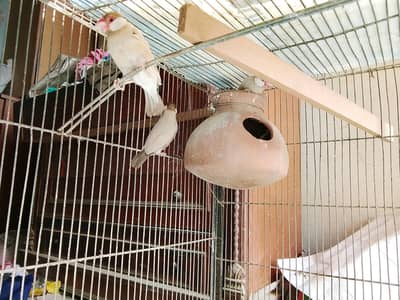 bhut achi ha 2 pair ha or dona bhut Acha hai or anday Dana wala hai