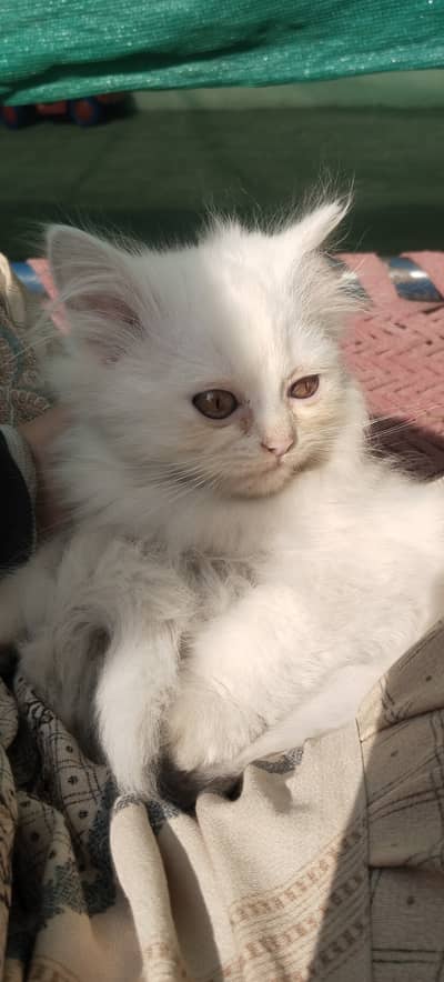 BELLA (3 month kitten) Up for sale