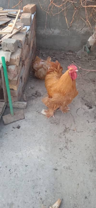 Golden Buff Pure Bread