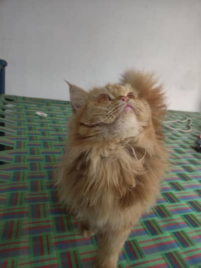 Persian Cat Female Full Trend