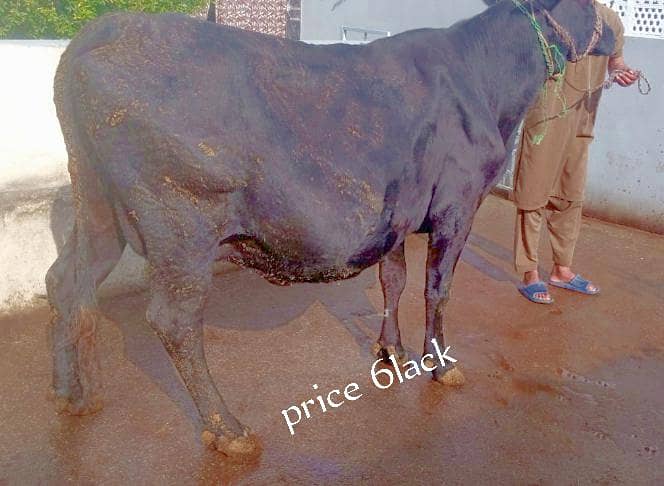 ولایتی ساہیوال کراس گاۓ 1