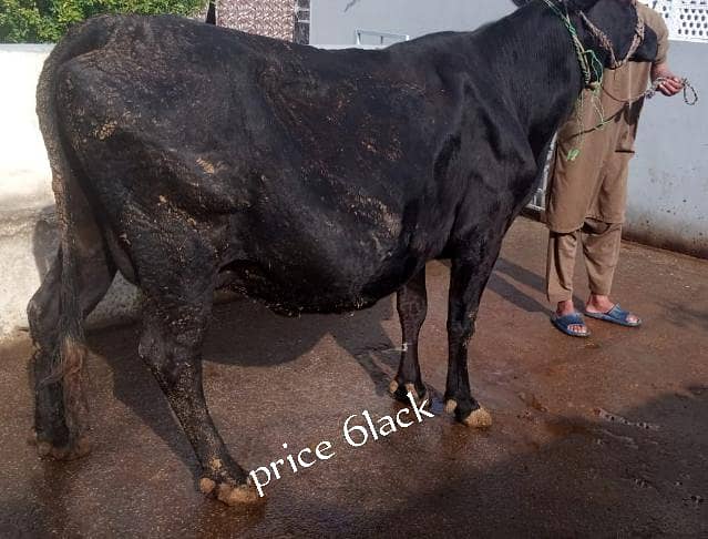 ولایتی ساہیوال کراس گاۓ 2