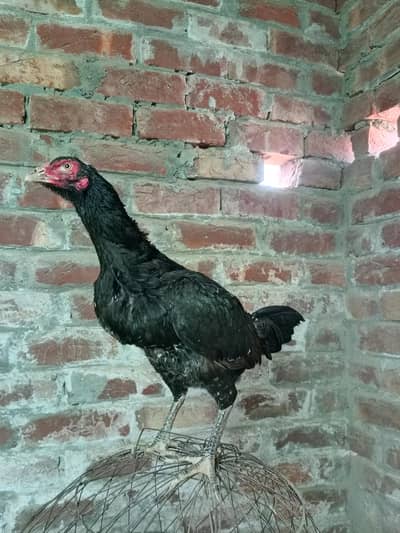 TURKISH CROSS FEMALES