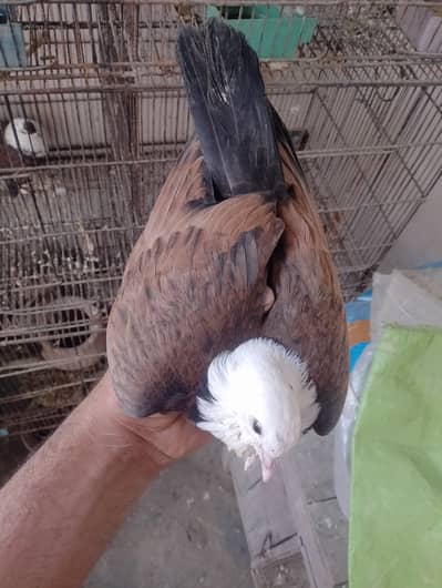 Karblai pigeon for sale
