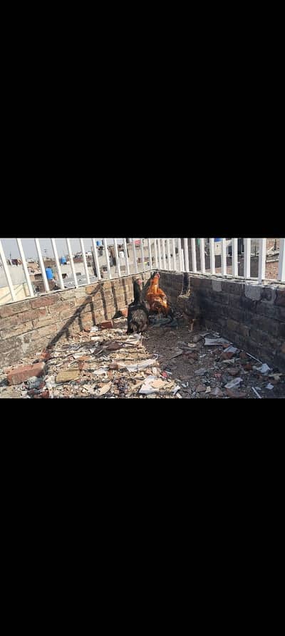 Aseel murga or murgiya