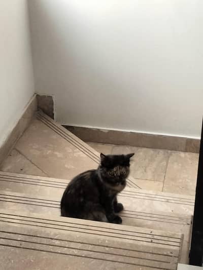 Tripple coat persian kittens (description)