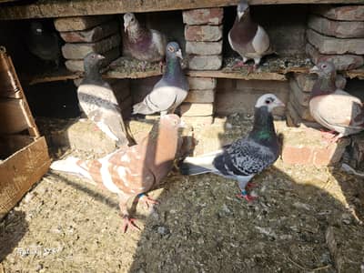 raser pair for Sale. . .