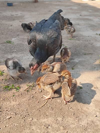 aseel  Chicks murgi murga bird patha aseel nayab murga aseel hens