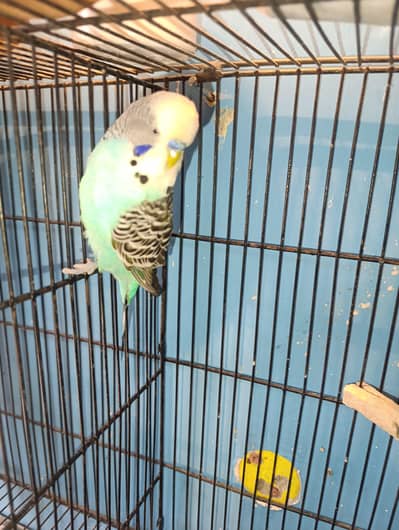 Australian Exhibition Pair For Sale Ready To Bread 2 Eggs