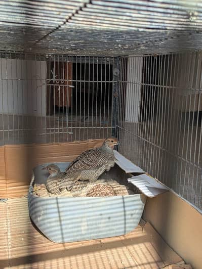 Healthy Teetar Available – 2 Dakhni Male, 2 Irani Females