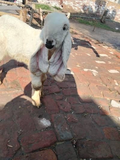 Sheep | Kajla | Chatra | Bakra