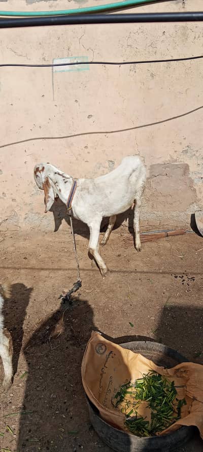 3 bakriya ha ak bemar ha