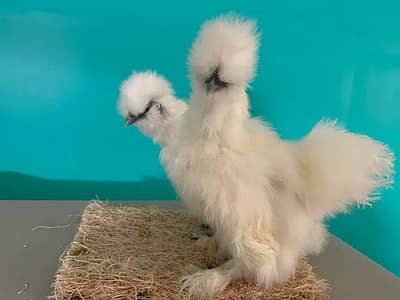 silkies 3 months 2000 each