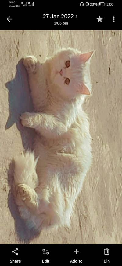 Persian male cat