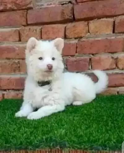 Russian puppies 03425655411