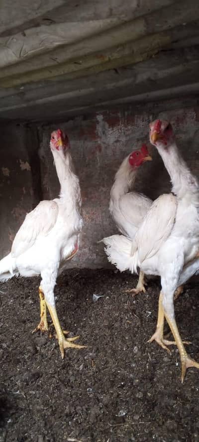 aseel pair for sale in just 10000
