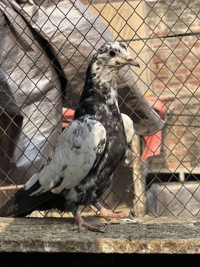 Rampuri , Salayte , Lakhay , zaak or surkha