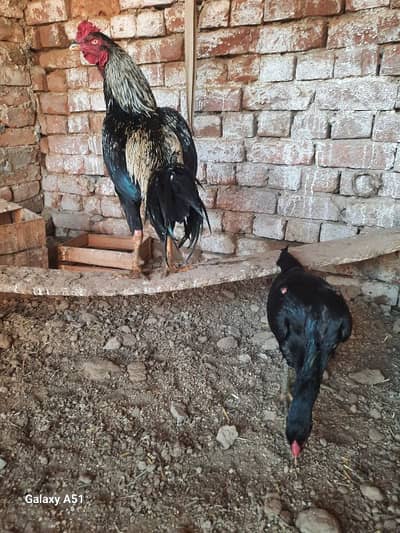 24 months yang breeber