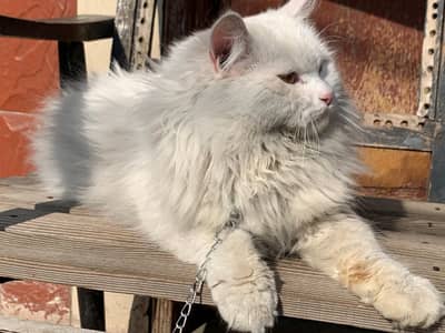 WHITE PERCIAN MALE CAT
