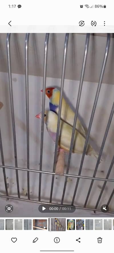 gouldian finch latino breader pair exchange possible with black face