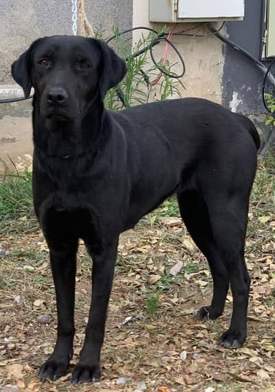 lab female urgent sale