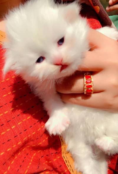 Persian kittens