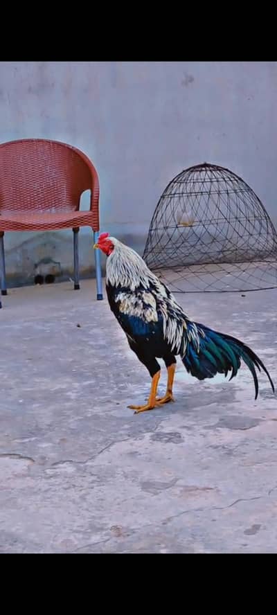 aseel murga for sale