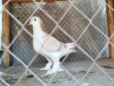 German lahori sherazi