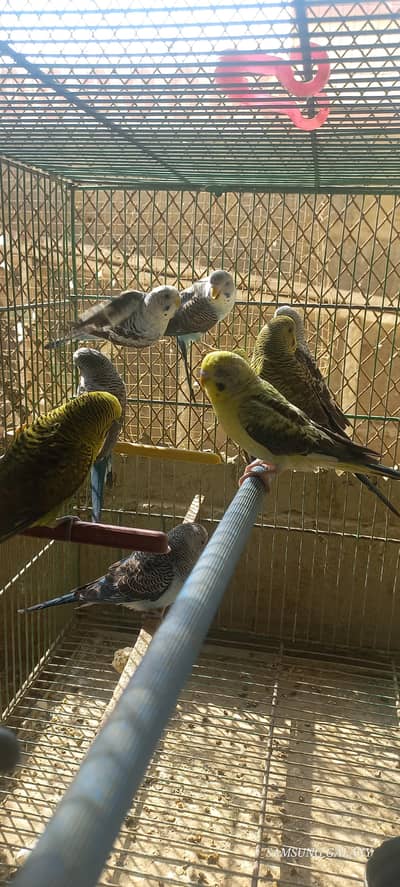 top Quality  black wing pairs & Cages