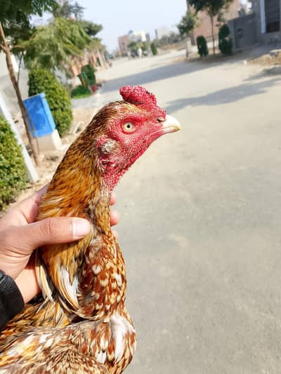 aseel murgha for sale video on demand serious buyer contact me